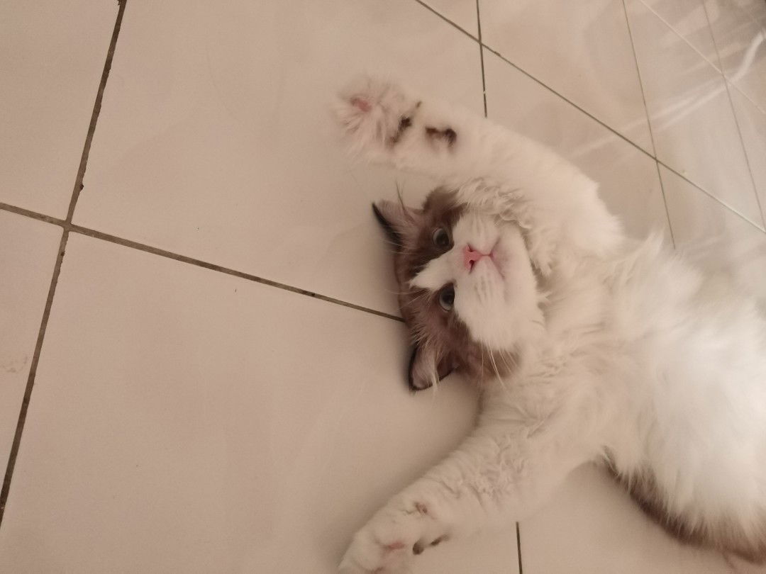 Nanadam profile icon