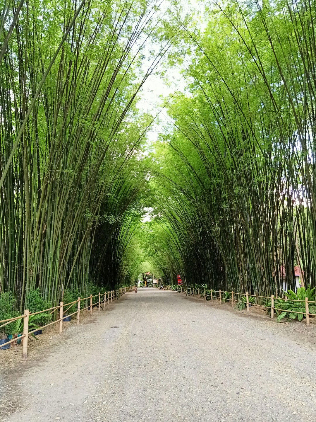 Araya Toengen profile icon