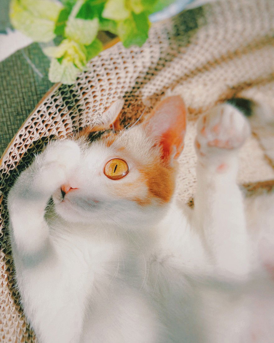 wanwann profile icon