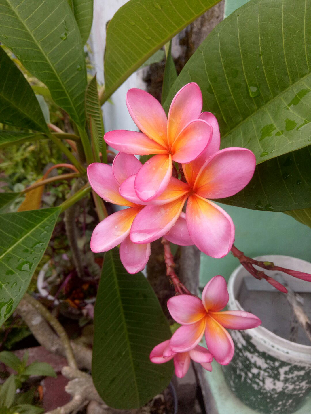 Rani Dila profile icon