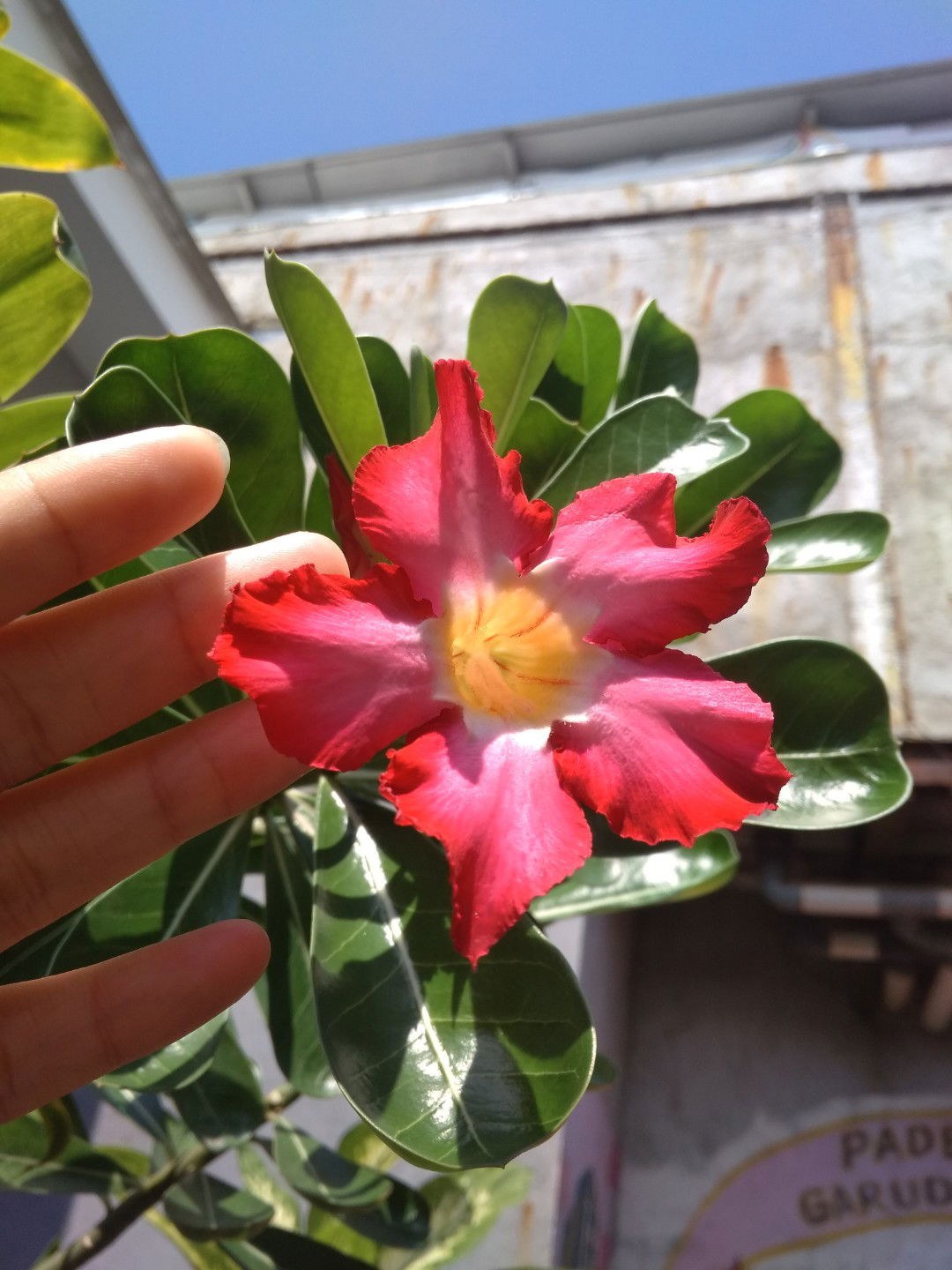 Febriana profile icon