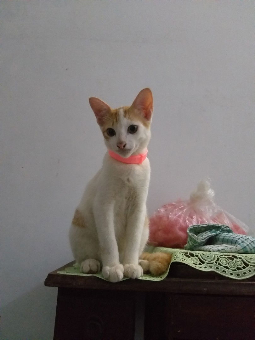 Evi Triana profile icon