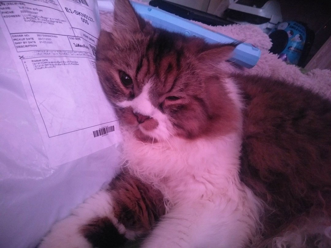 หมี profile icon