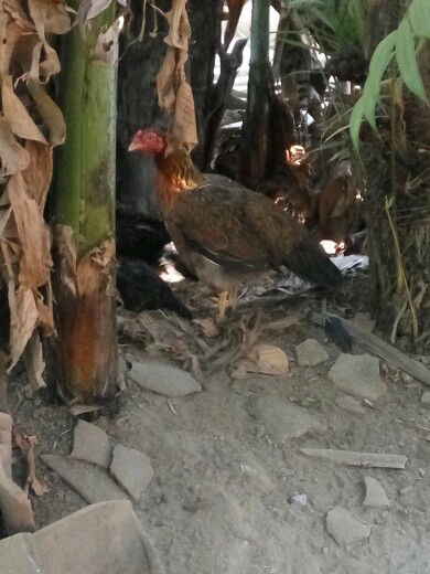 nasehat terbaik ala mertua