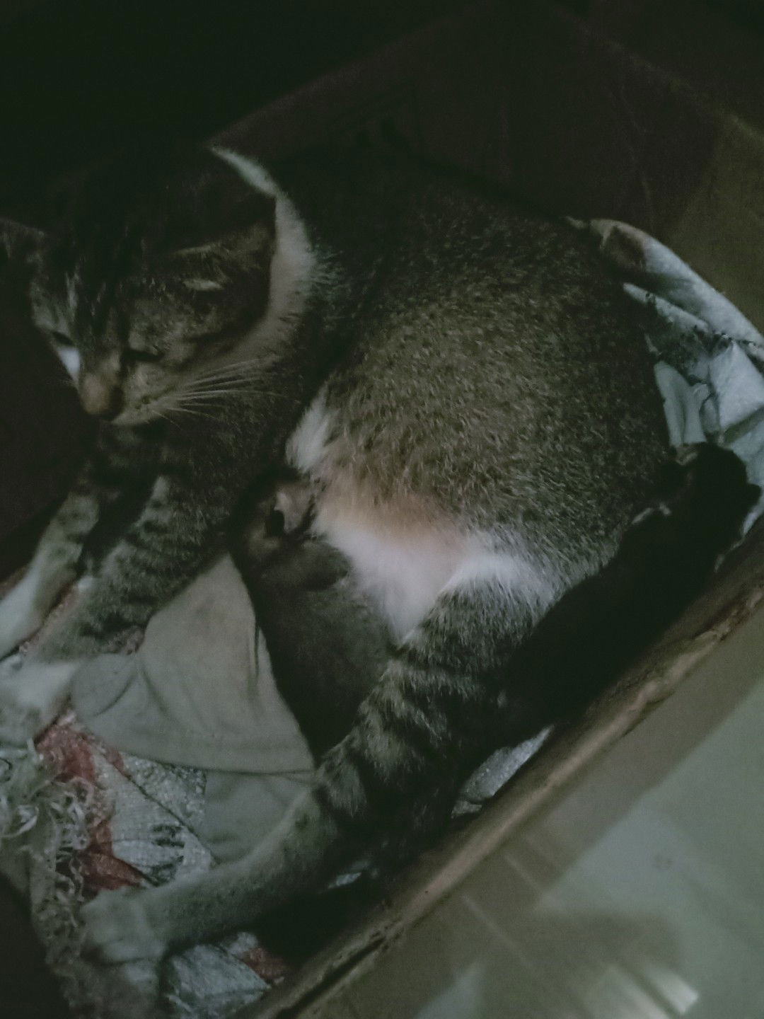 Fatma Kurniati profile icon