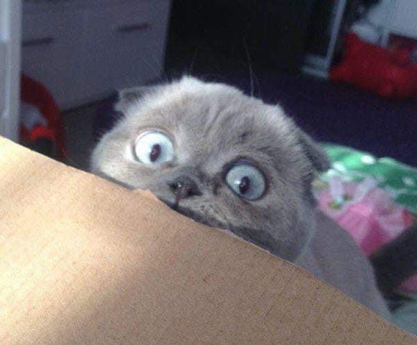 Pang pang profile icon