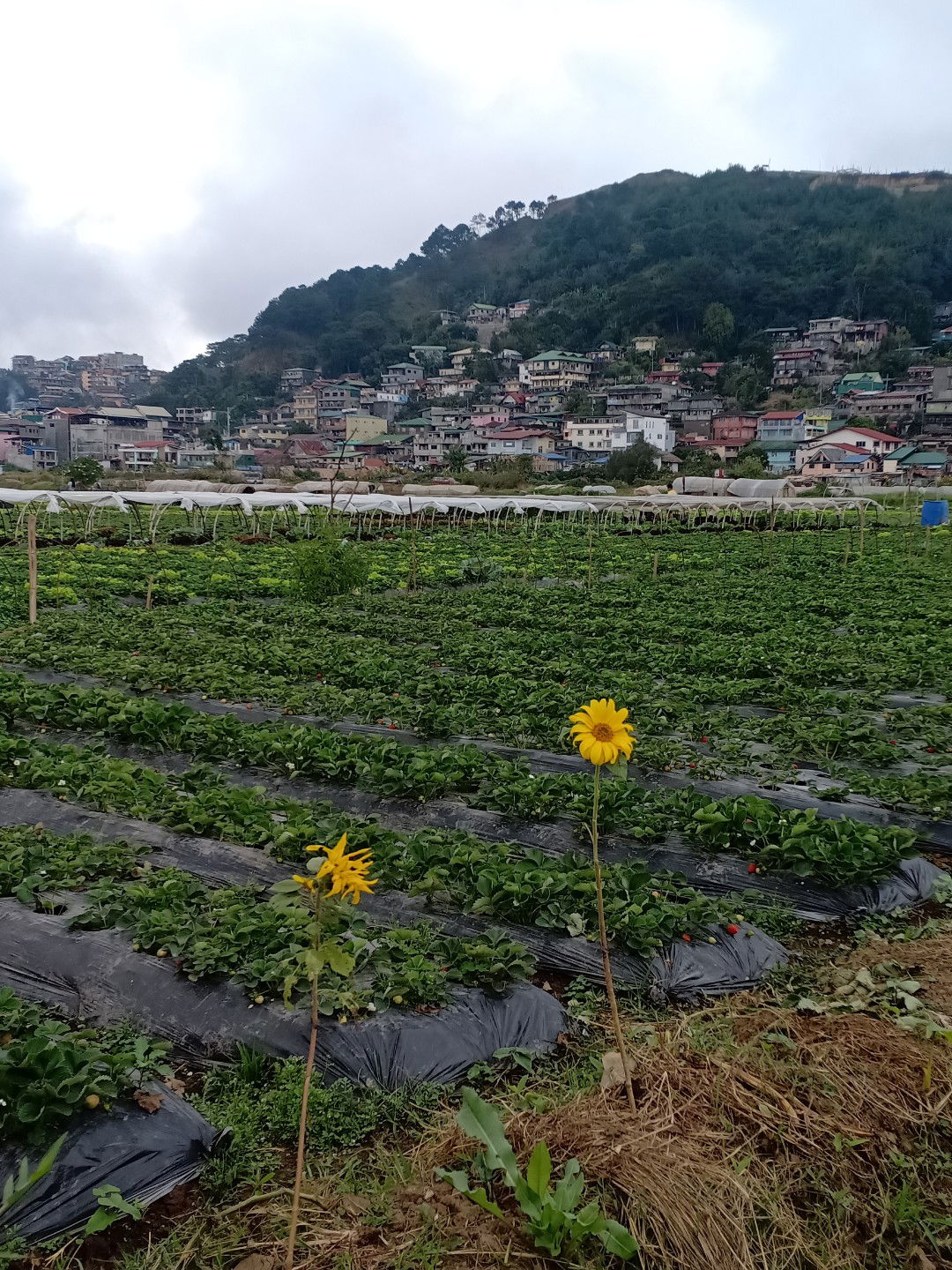 vhem:):):) profile icon