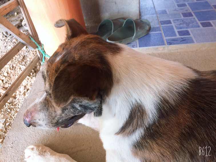 พี่เสือ ?