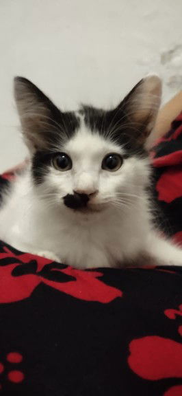 afriani profile icon