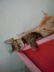 Galuh setiaji profile icon