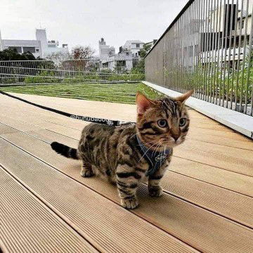 Ferra Yaakub profile icon