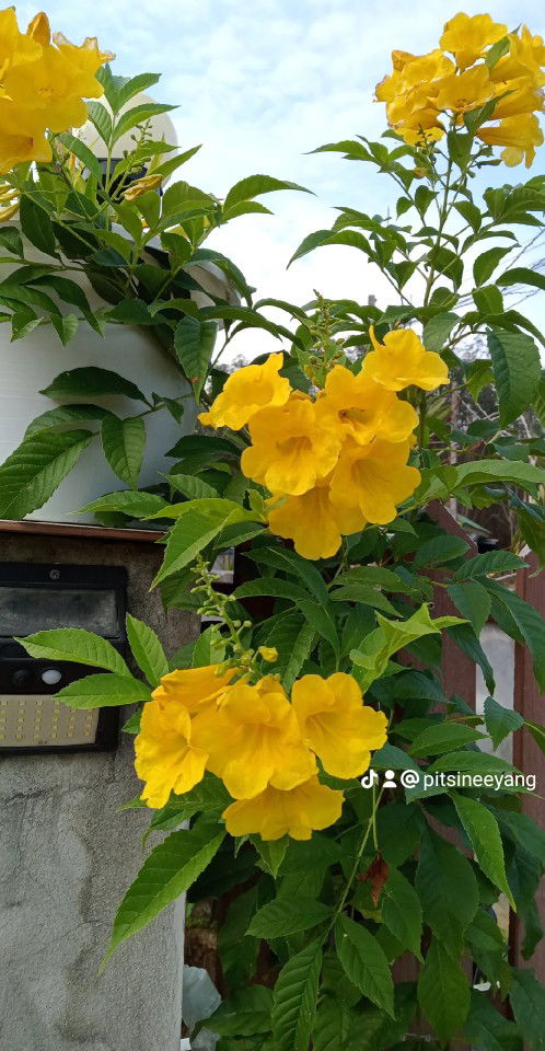 คุนแม่ลูกดก profile icon