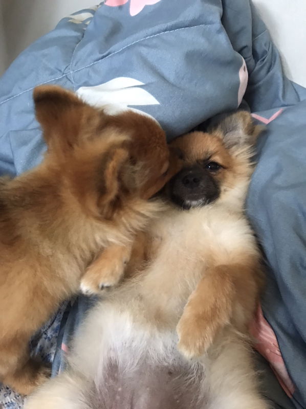 bbifern profile icon