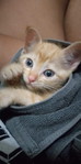 Chanok Kamon profile icon