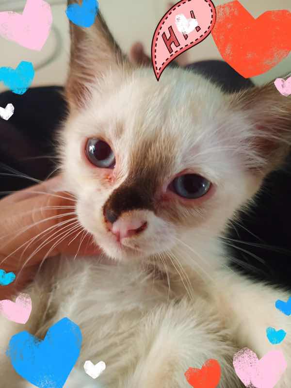 Kittiyaporn Guaysarakam profile icon