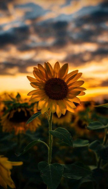 Ummu Uwais profile icon