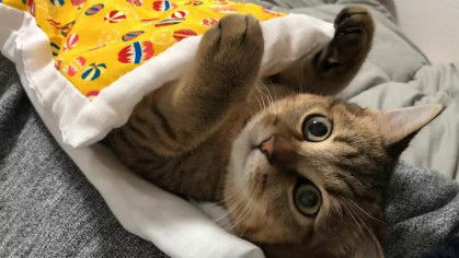 Sweetie Sally profile icon