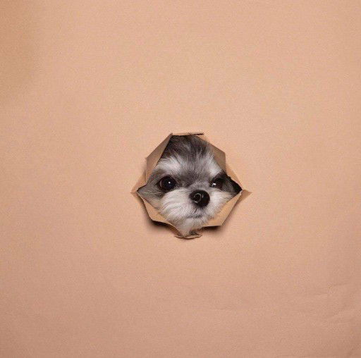 Vanesa fonacier profile icon