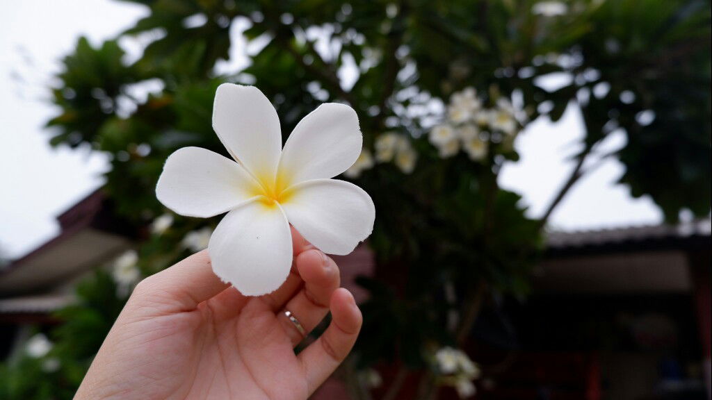 Pudtarn KJ profile icon