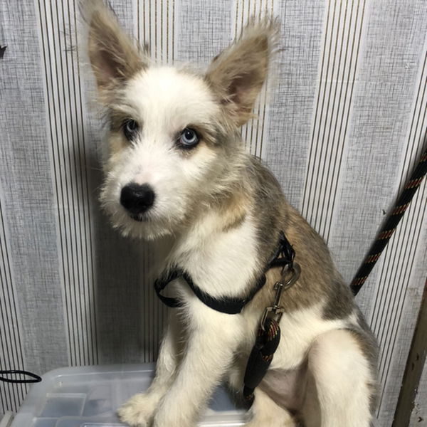 aiko hufanda profile icon