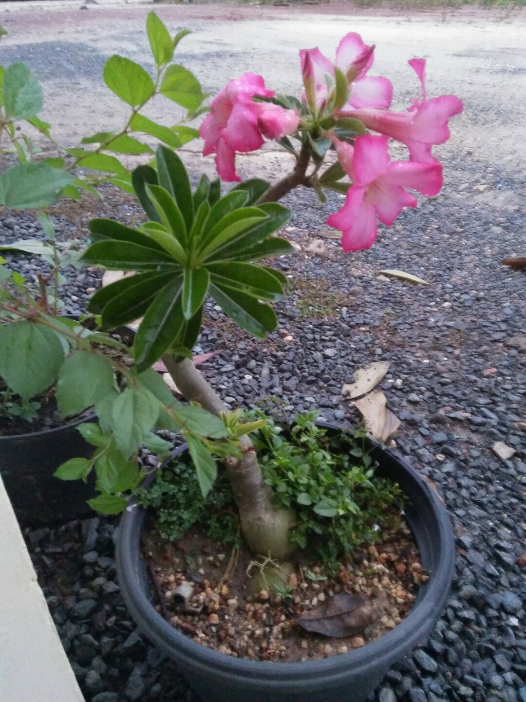 Neli Melasari profile icon