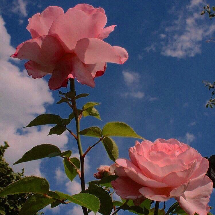 cikboonga profile icon