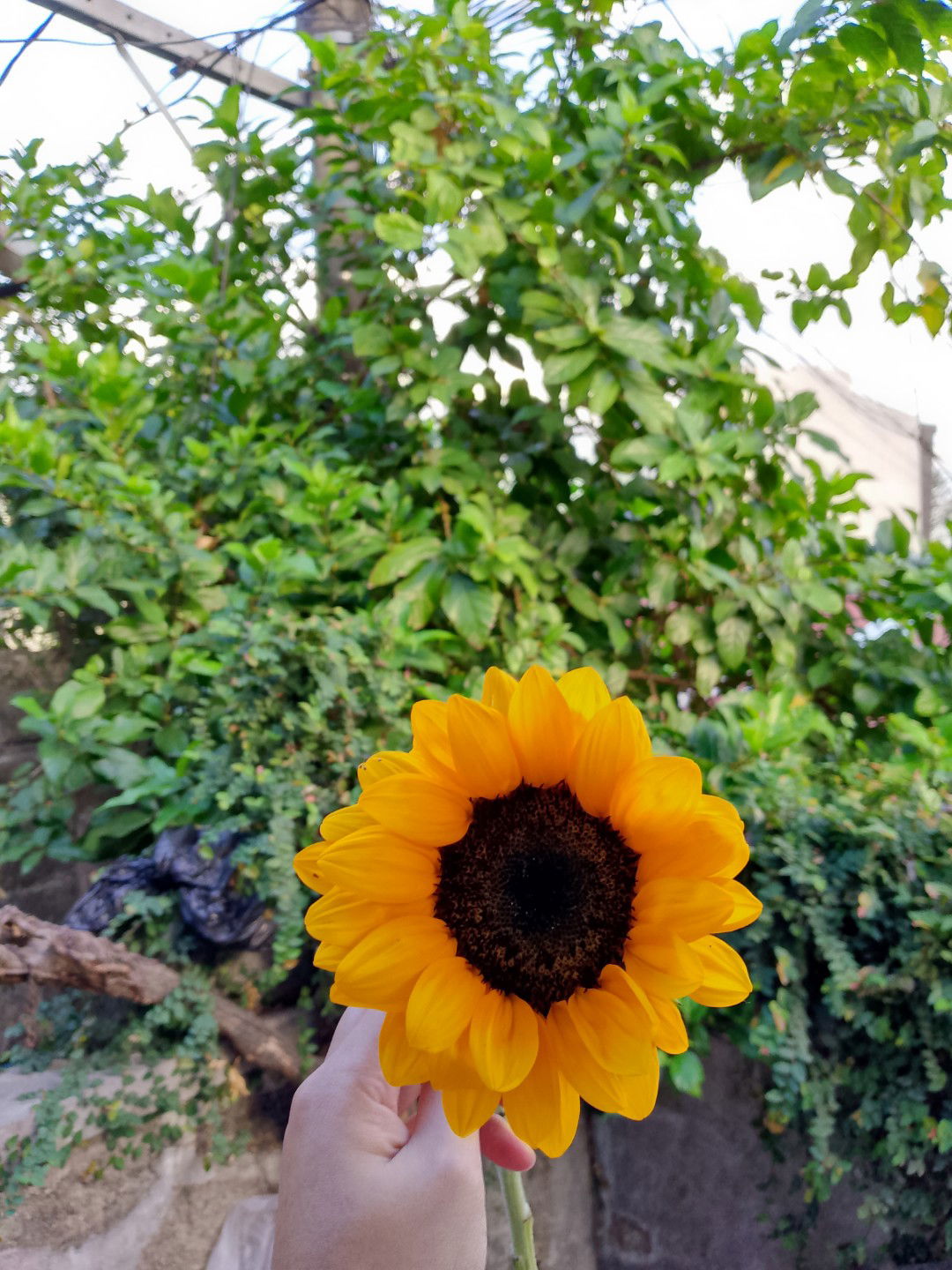 Maan Mallare profile icon