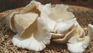 jamur putih