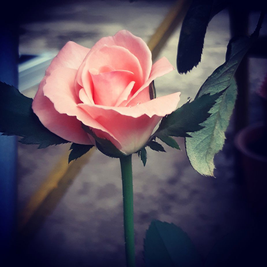 Hasnawati Junudi profile icon