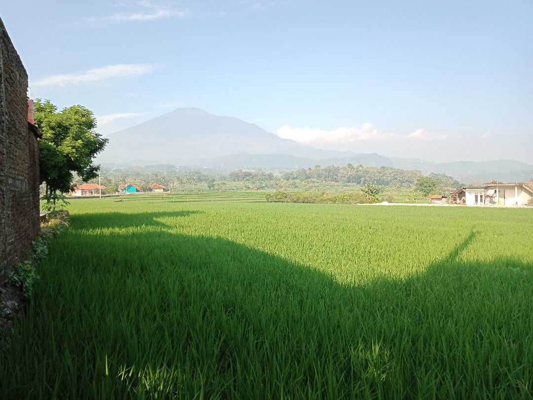 umi MuZak profile icon