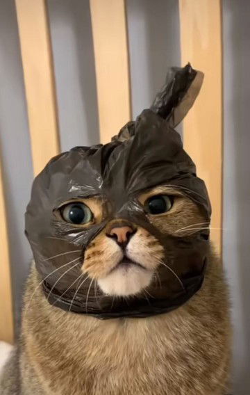 Ollan Ummu Zaira profile icon