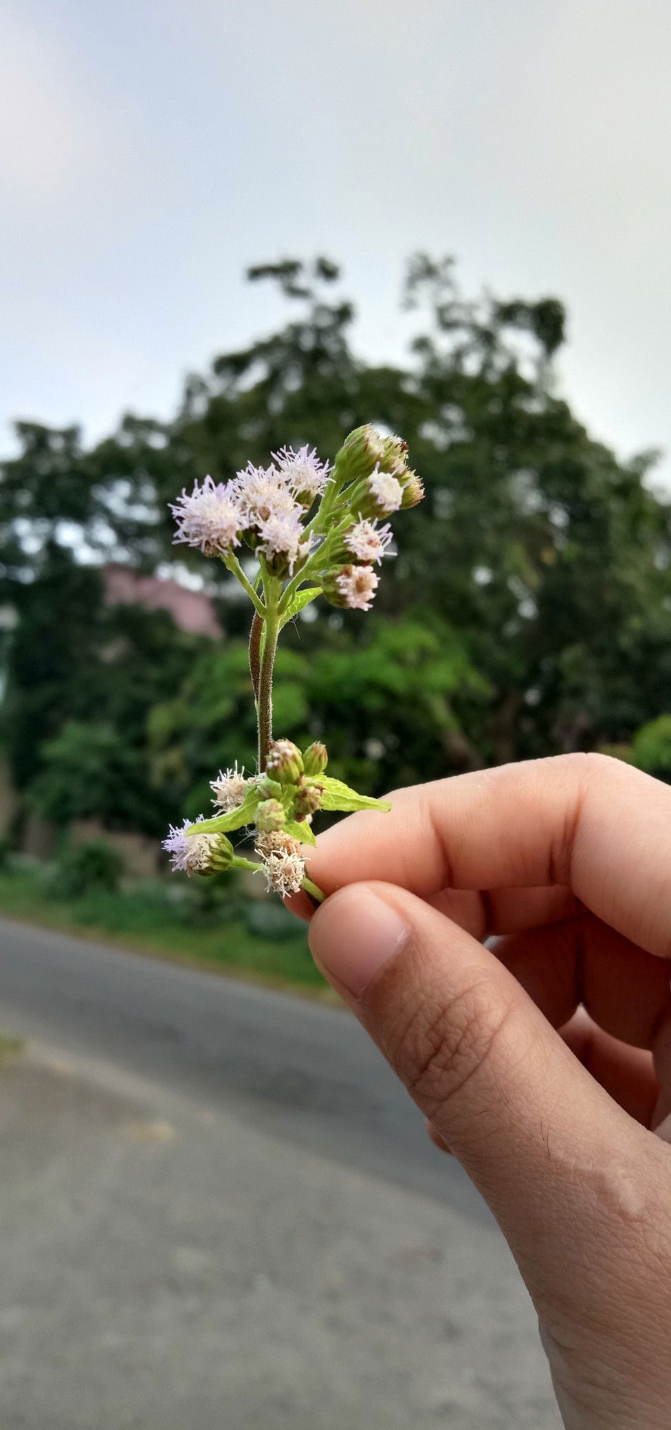 it's me chel profile icon