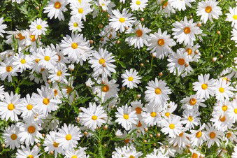 Pantipa Kaewnin profile icon