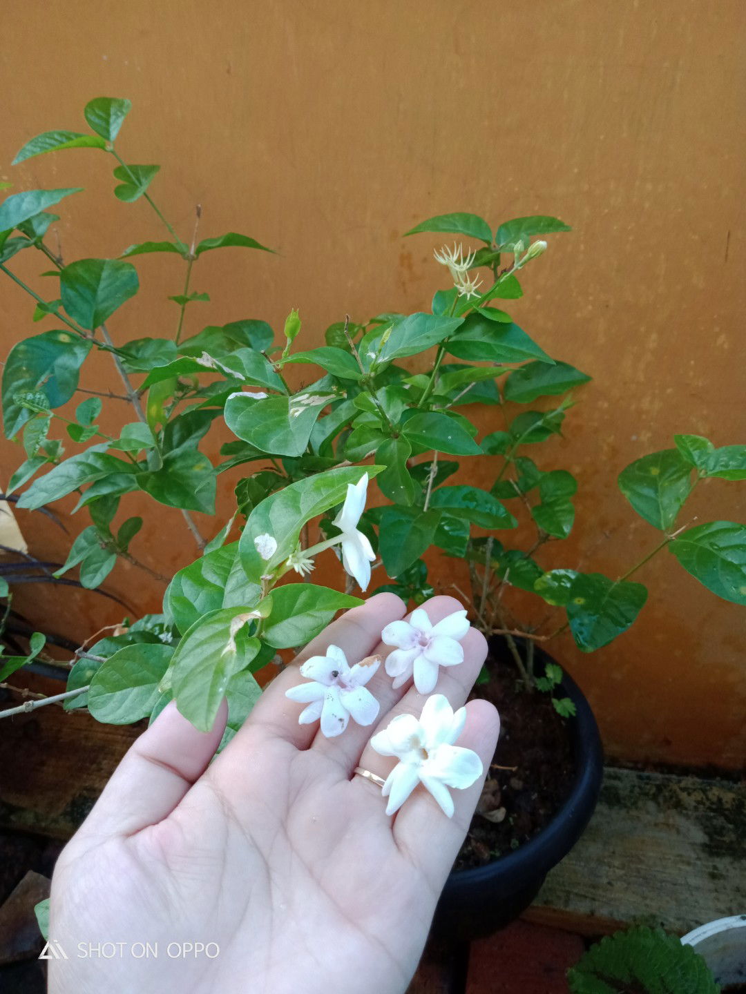 Alfi_yah profile icon