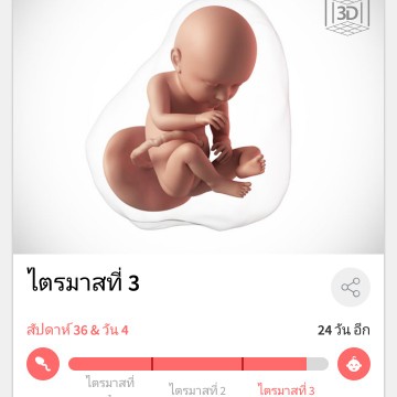 36+4 week
