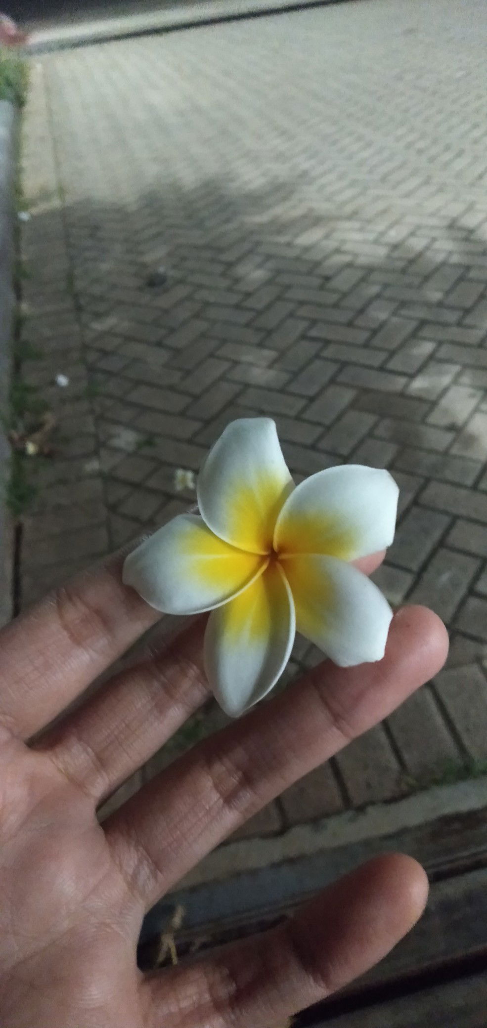 syahida profile icon