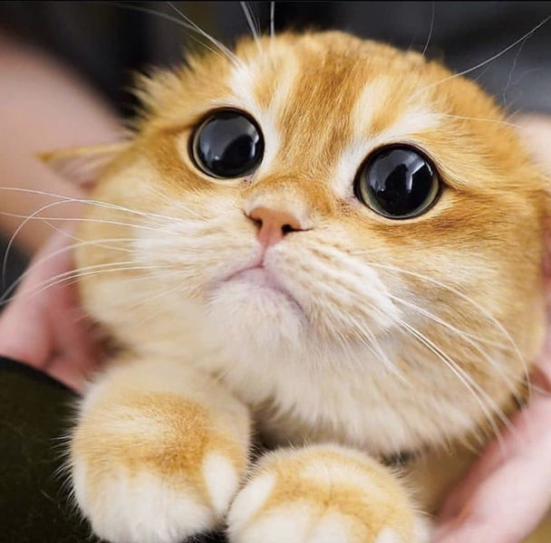 Mommy Aathif Zafran ❤️ profile icon