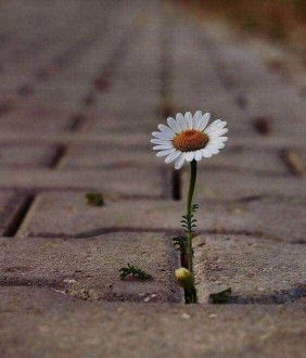 Pornthib Thanee profile icon