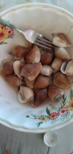 sikadsikad