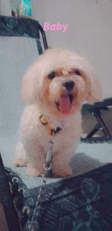 lyn lyn profile icon