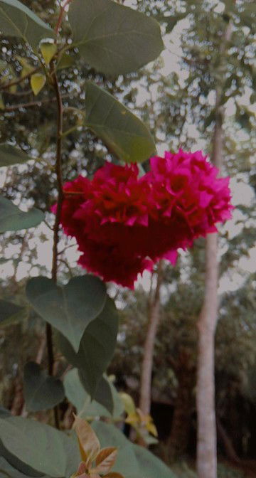 Rusdi Yana profile icon