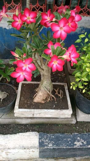 Ayu Karmila profile icon