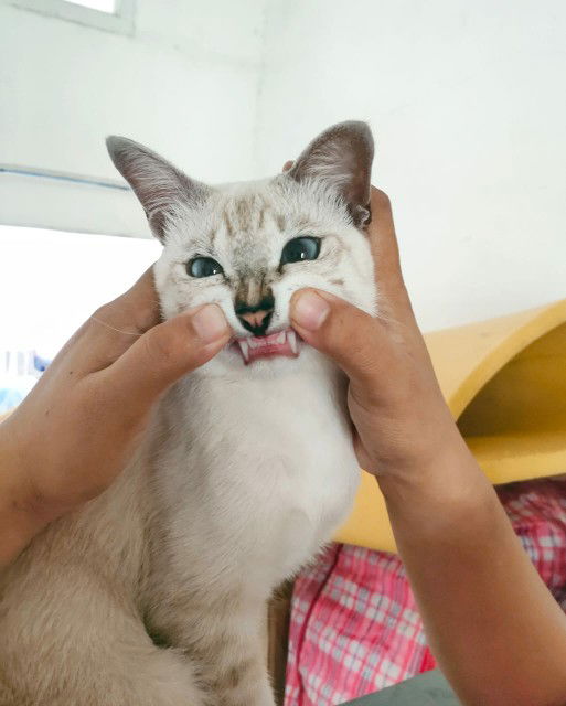 Vani Ulfa Hagiyani profile icon