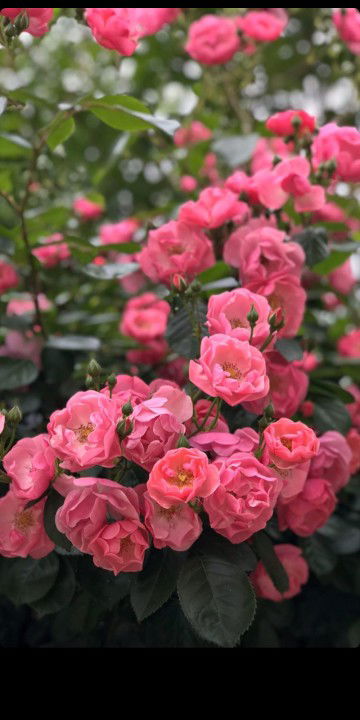 Ria Gustati profile icon