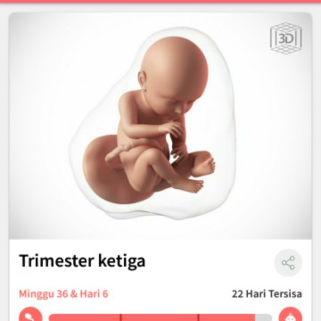 Trimester 3