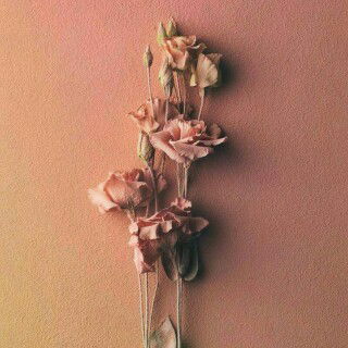 Viodita profile icon