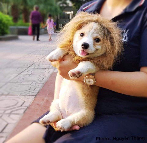 น้องสิงโต profile icon