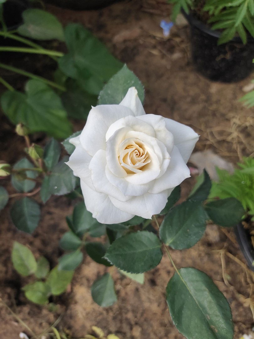 Thidarat Pharawech profile icon