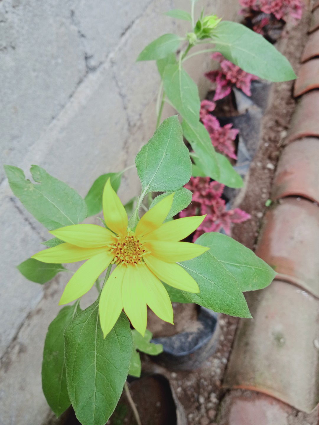 penduduk bumi profile icon