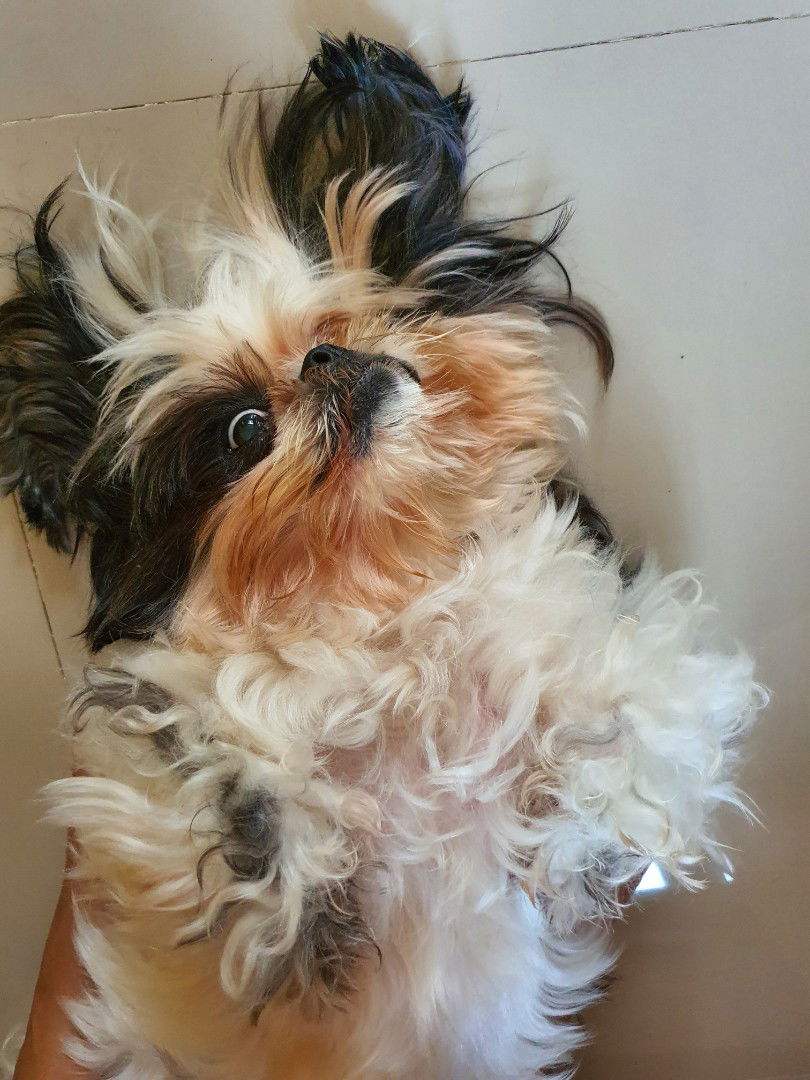 irrene johana profile icon